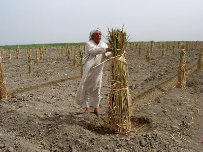 بازار کشاورزی عراق