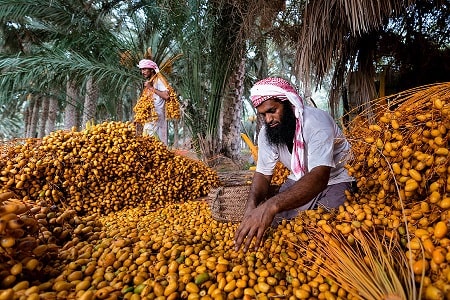 برداشت خرما در عمان