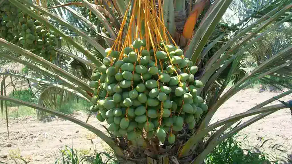Medjool tissue culture