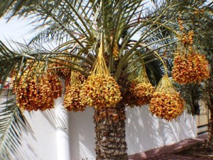 Medjool tissue culture