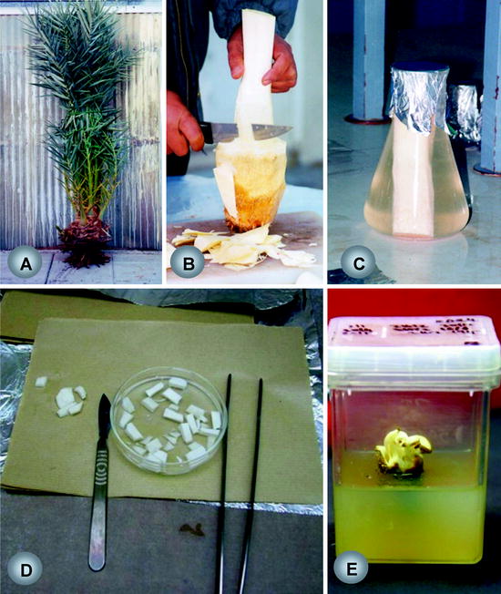 date palm micropropagation stages
