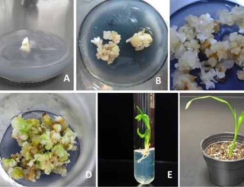 Tissue Culture and Micro propagation of Date palm