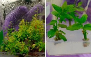 tissue culture of blueberry
