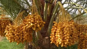 barhi date palm