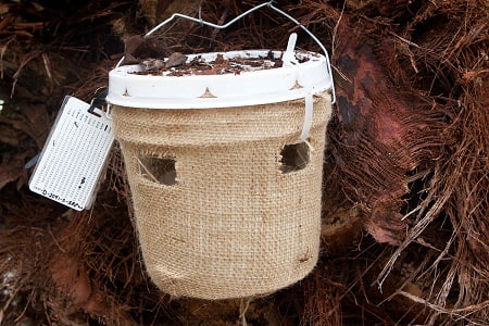 the red palm weevil trap