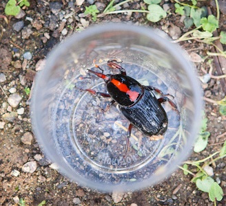 the red palm weevil adult