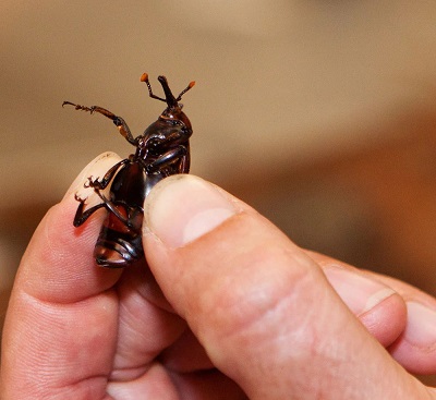 the red palm weevil