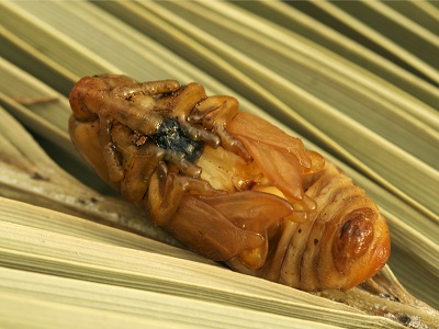 the red palm weevil pupa