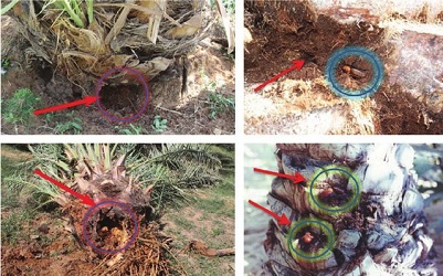 the red palm weevil damage