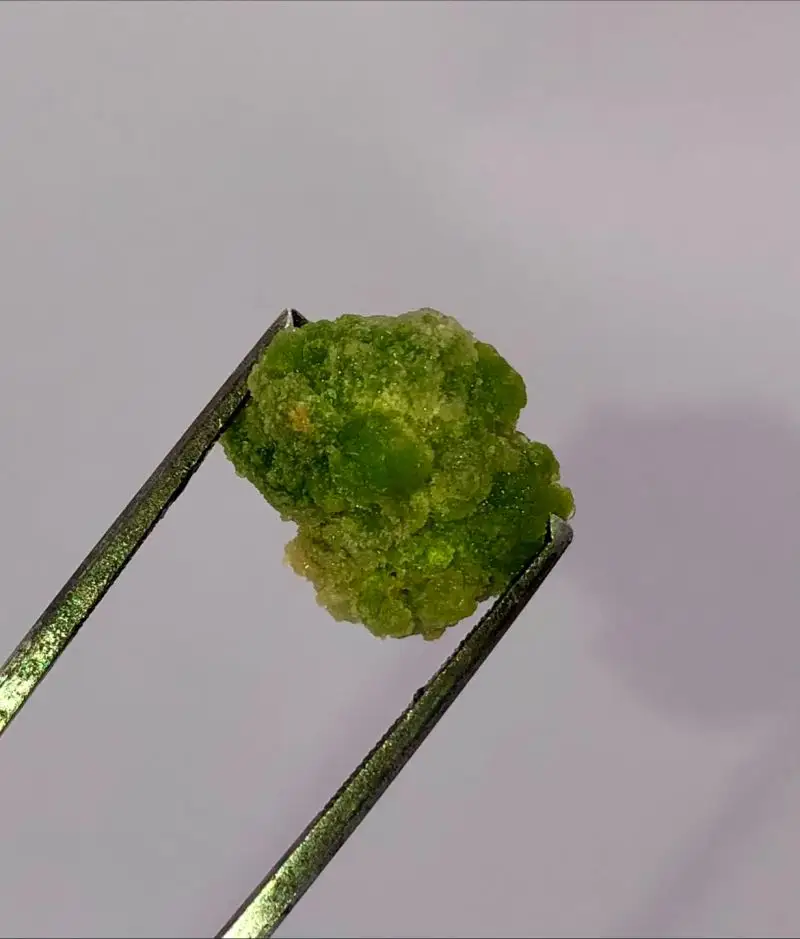 Tissue Culture Challenges