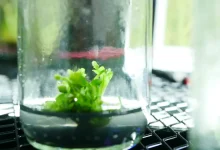 Tissue Culture Challenges