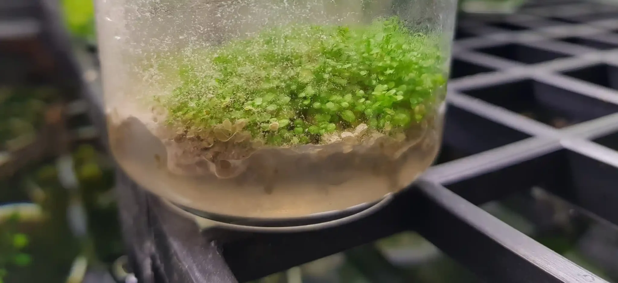 Tissue Culture Challenges