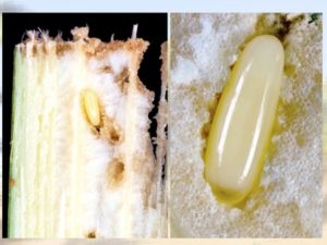 the red palm weevil egg
