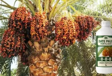 Liquid Fertilizer for Date Palms