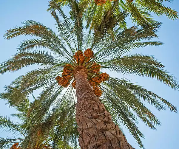 datepalmtree