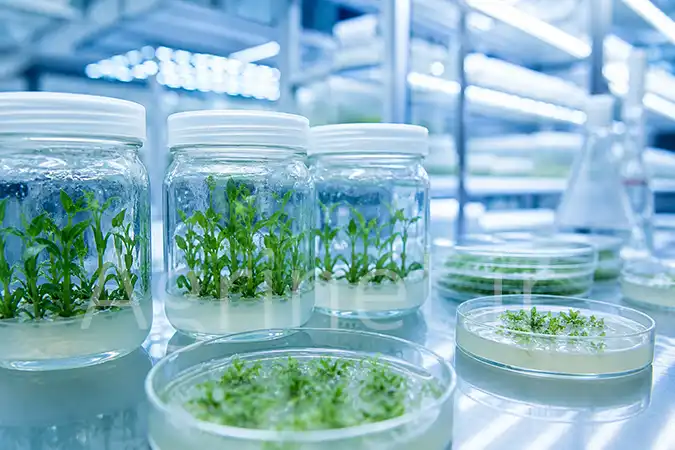 Plant Tissue Culture