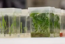 Plant Tissue Culture