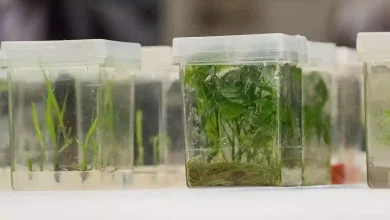Plant Tissue Culture