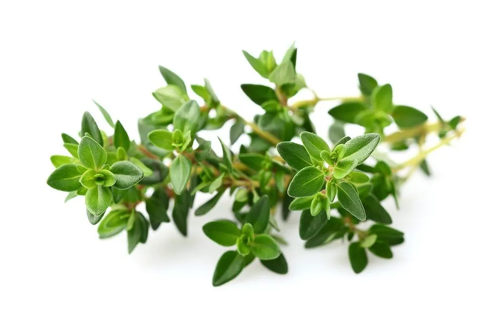 thyme