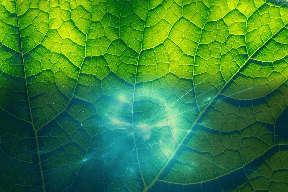 Bioresonance In Agriculture 1