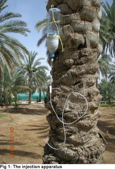 تزریق تنه خرما