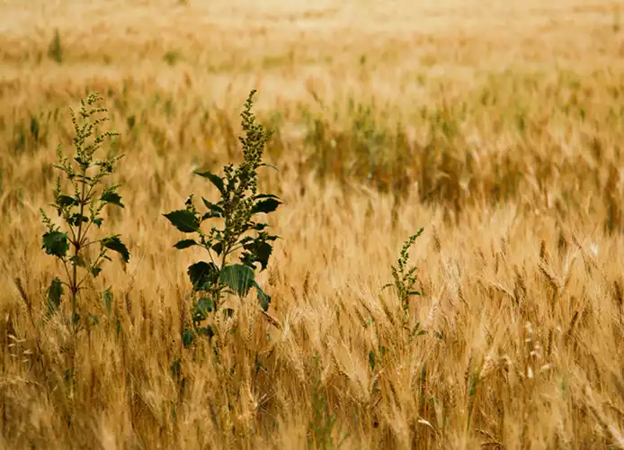 ساختار و نحوه تاثیر علف کشها