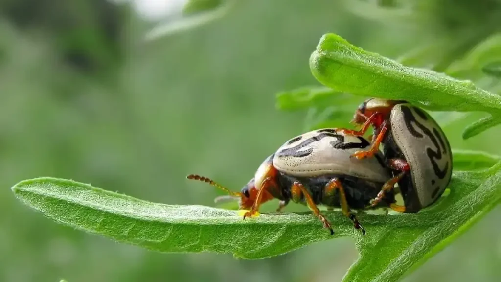 مبارزه بيولوژيك با علف هرز