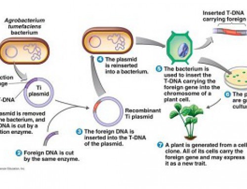 مراحل ایجاد GMO