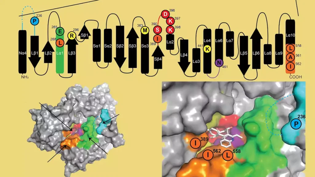ساختار و نحوه تاثیر علف کشها