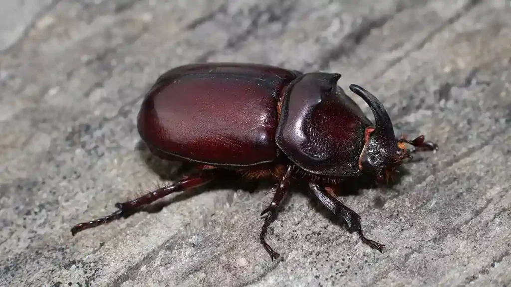 سوسک کرگدنی خرما