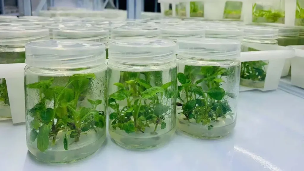 Iran plant tissue culture