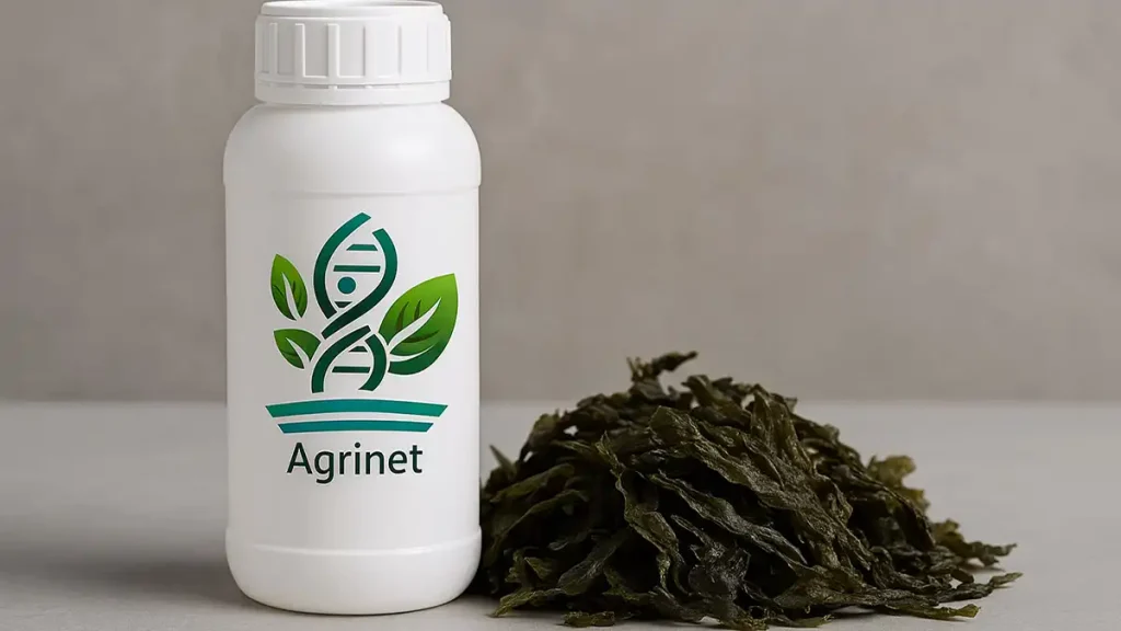 جلبک دریایی