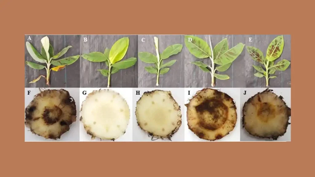 somaclonal variation