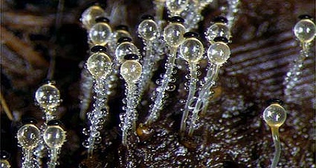 قارچ های Zygomycota
