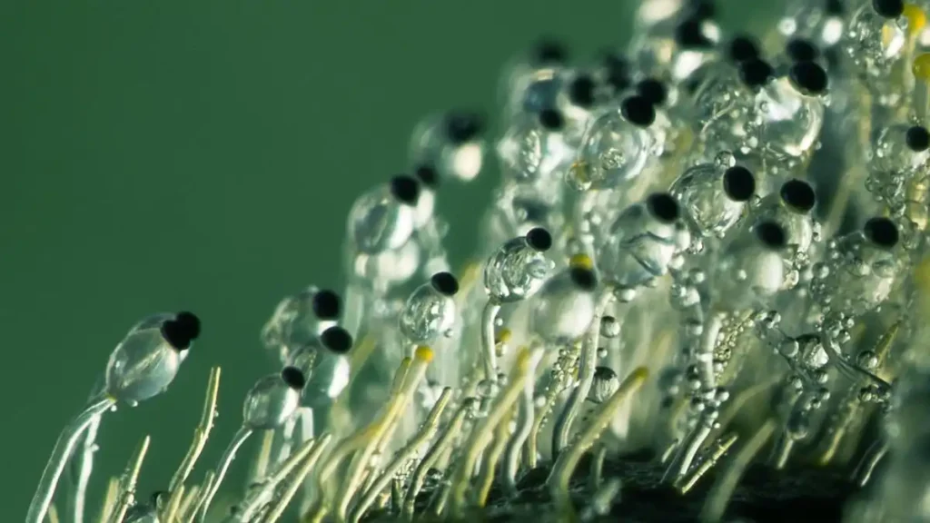 قارچ های Zygomycota