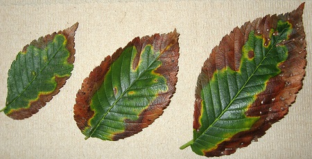 coffee leaf scorch