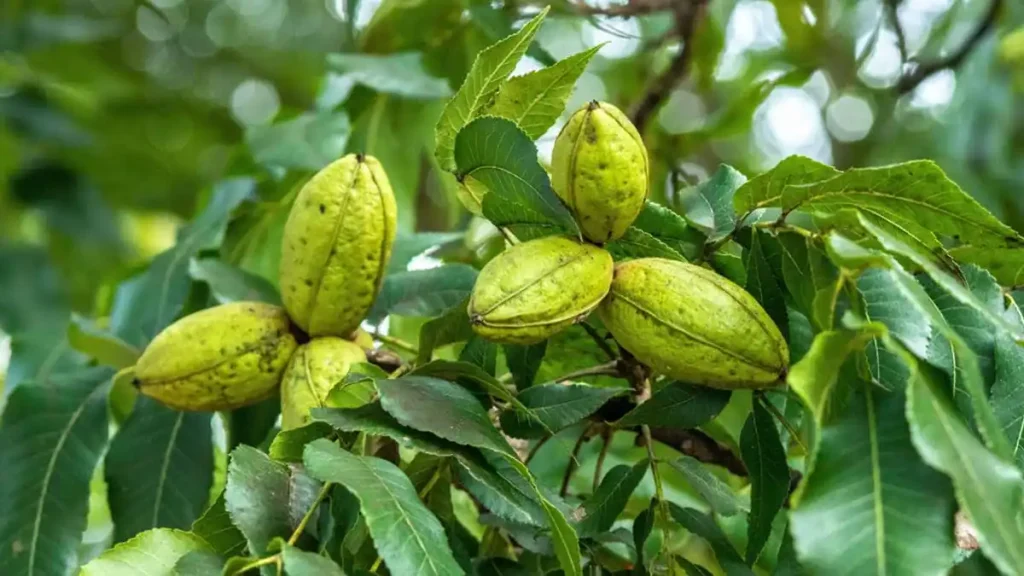 گردو پیکن Pecan پکان گردوی گرمسیری