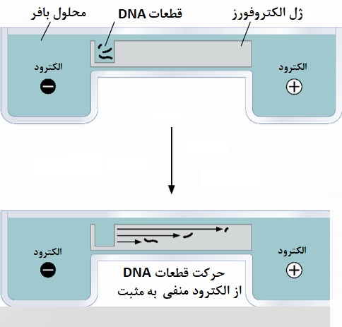 جداسازی DNA و RNA 