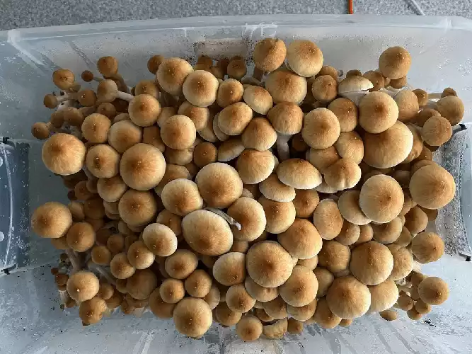 مجیک ماشروم