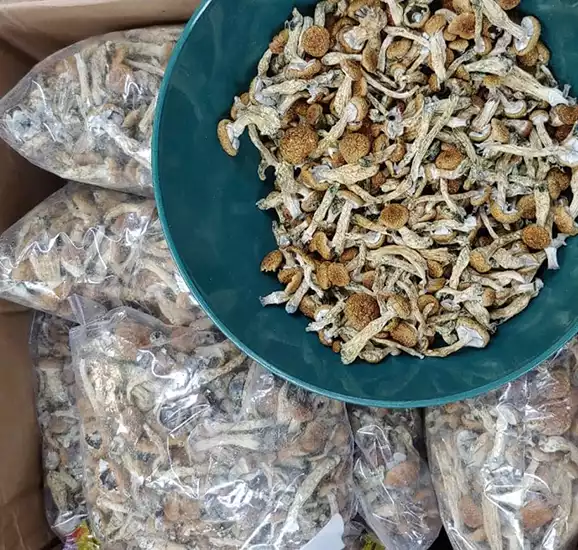 مجیک ماشروم