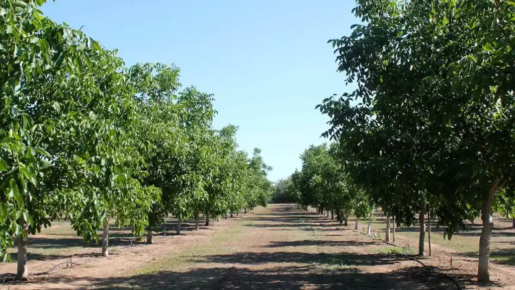 طراحی باغ گردو