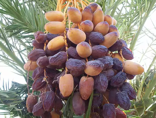 نخل خرمای مجول