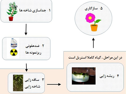 کشت بافت گل محمدی