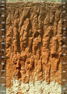 ساختار خاک ستونی