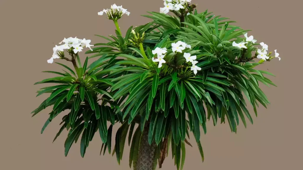 نخل ماداگاسکار