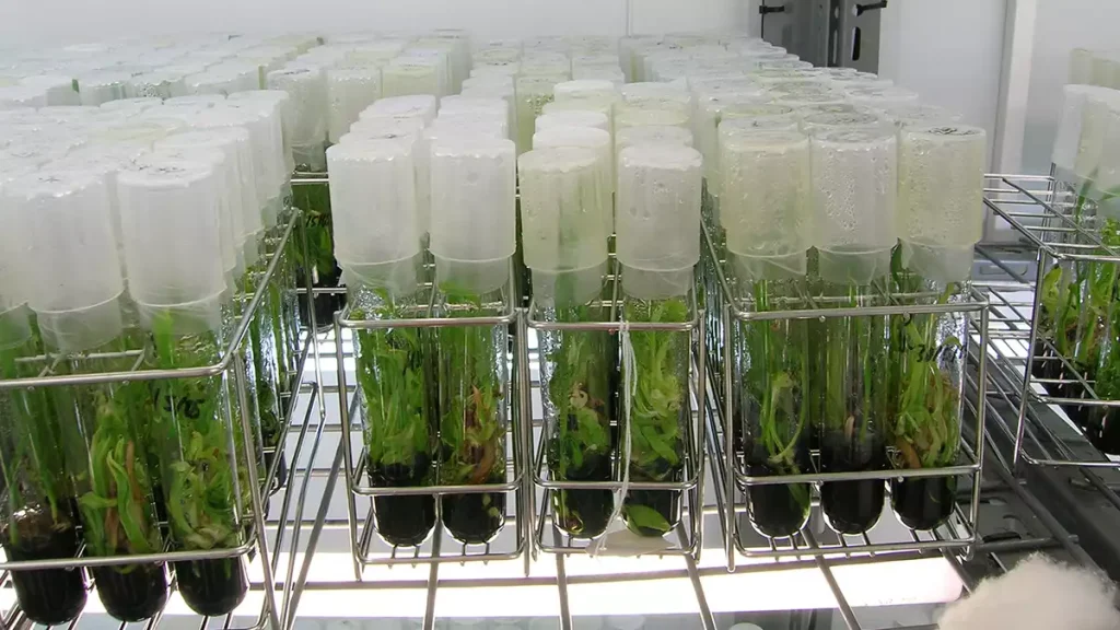 کشت بافت خرما