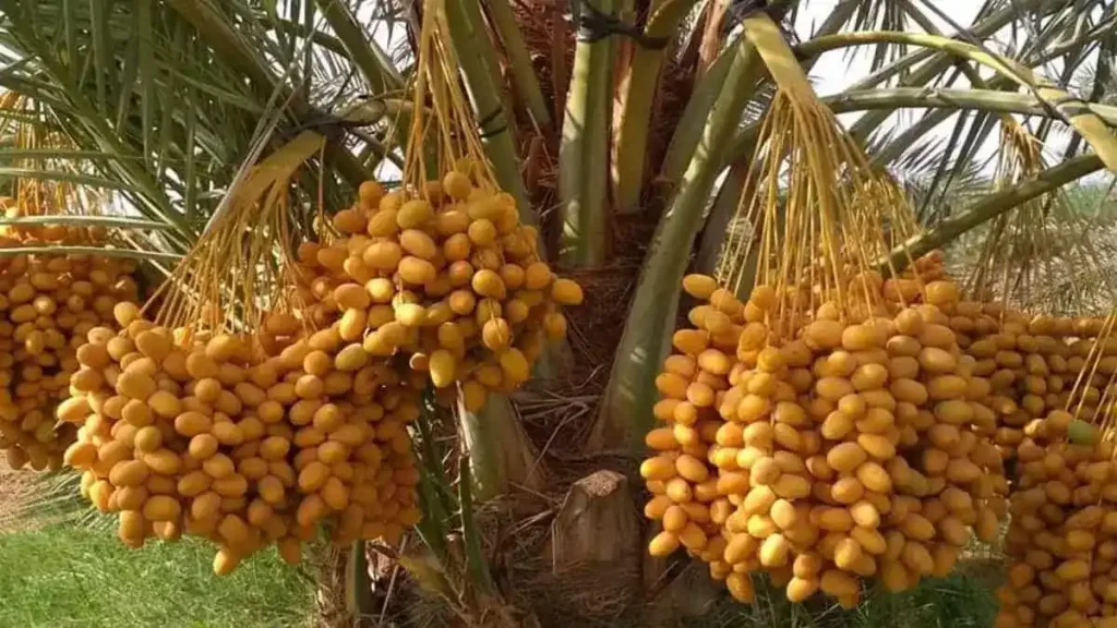 خرما برحی