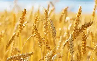 wheat fertilizers