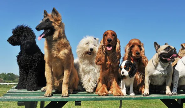 تنوع ژنتیکی در نژادهای مختلف سگ