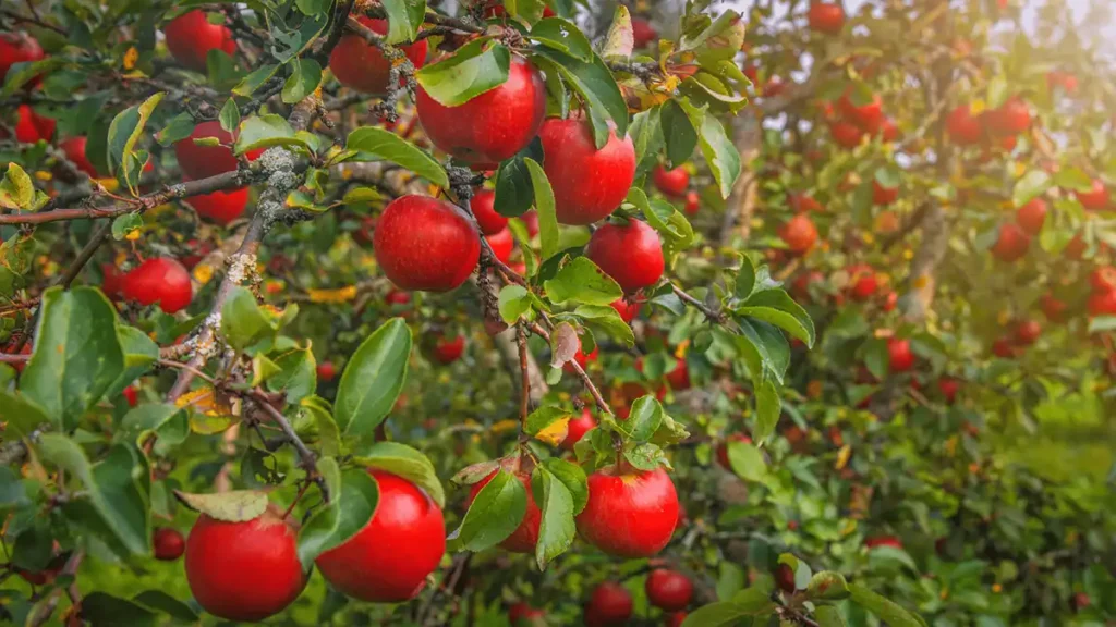 راهنمای ارقام مختلف سیب در ایران
